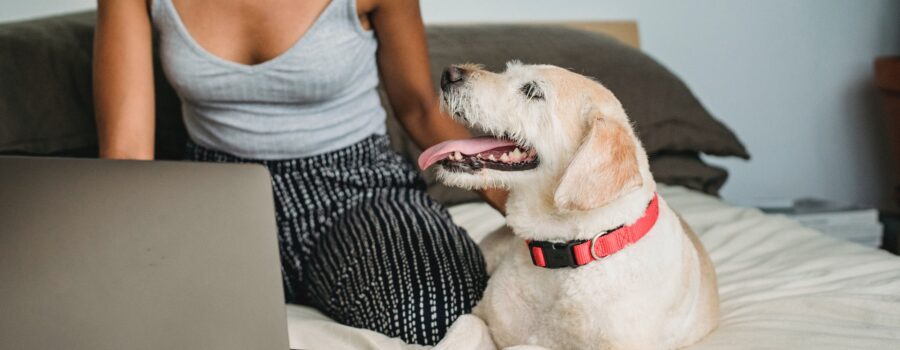 ways owning a pet can be good for you